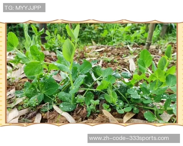 萝卜足球的奇妙之旅:从田间到球场的趣味碰撞与成长故事 萝卜足球的奇妙之旅:从田间到球场的趣味碰撞与成长故事